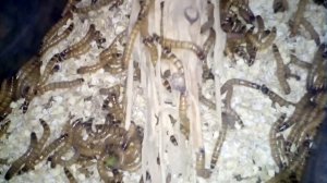 Содержание и Разведение Зофобаса