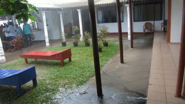 Морская черепаха. Зеленая черепаха. Sea turtle. Green turtle. смотреть онлайн