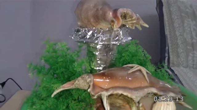 Фонтанчик + увлажнитель воздуха смотреть онлайн