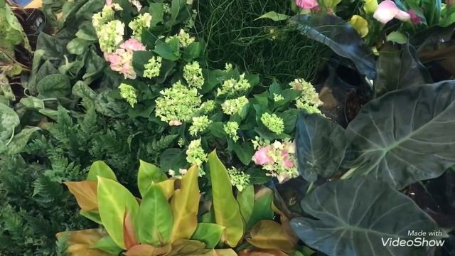 Калла Снежная Королева в новом завозе Цветов! смотреть онлайн