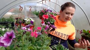 Рассада цветов на продажу. Мои ошибки