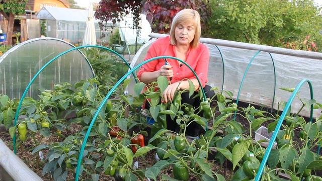 КАК получить ДВА УРОЖАЯ ПЕРЦА! Советы от ЗЕЛЕНОГО ОГОРОДА!