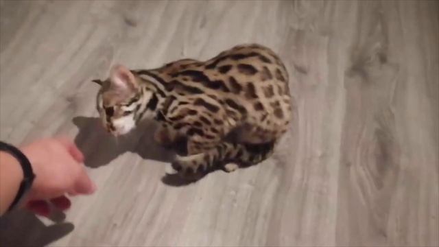 Жизнь с дикими кошками и тайные фото смотреть онлайн