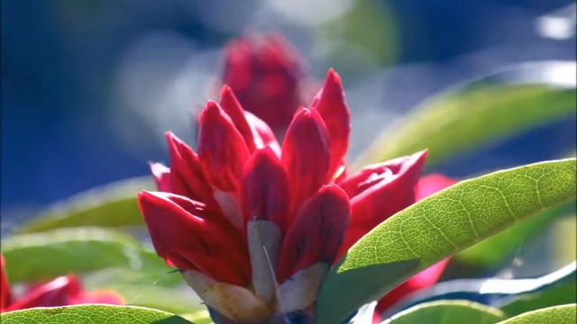 Rhododendron Awakening смотреть онлайн
