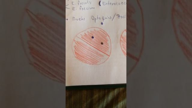PIZARRA ENTEROCOCCUS Y STREPTOCOCCUS смотреть онлайн