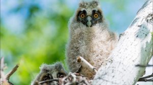 Крики птенца ушастой совы