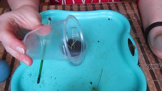 Кампанула (колокольчик, жених и невеста). Выращивание, уход, укоренение. смотреть онлайн