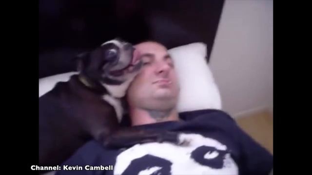 Boston Terrier Compilation