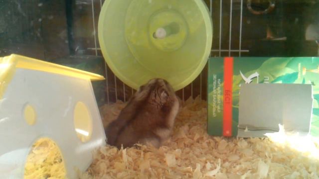 Мой хома грызет колесо ! смотреть онлайн