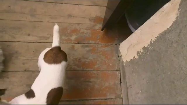 День рождение Агаты. Джек рассел терьер. Часть 2. смотреть онлайн