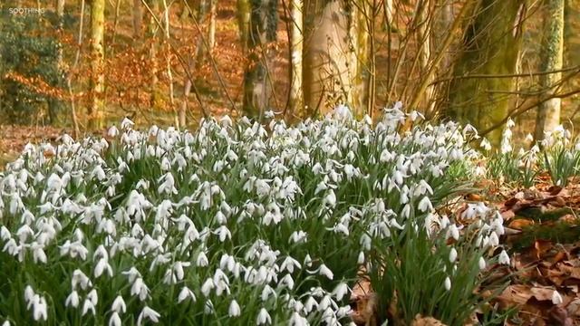 Красивая Расслабляющая Музыка ─ Мирных Флейта Музыка, Музыка Для Медитации, Музыка Для Сна смотреть онлайн