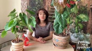 Антуриум Уход зимой в домашних условиях