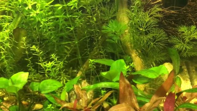 Травник это сложно? смотреть онлайн