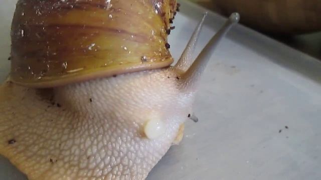 Улитка вида архахатина маргината овум откладывает первые яйца смотреть онлайн