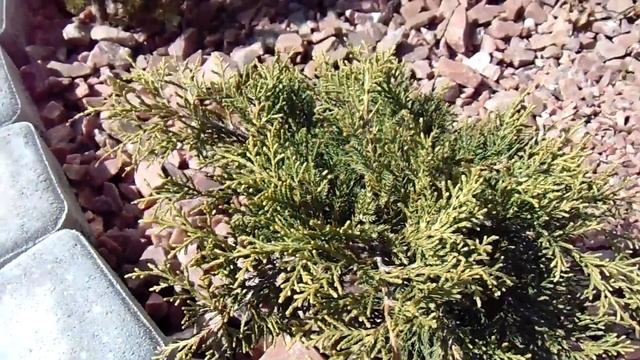 Juniperus media Pfitzeriana Aurea смотреть онлайн
