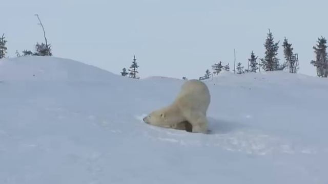 Polar Bear Cubs Chillin' With Mama | Белые медвежата любят маму | Oursons Polaires | Canada Wild ?? смотреть онлайн