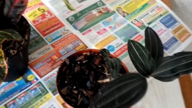 ПОСЫЛКА КАК СРЕДСТВО ОБЩЕНИЯ и новинки смотреть онлайн