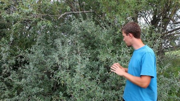 Edible Canadian Shrubberies