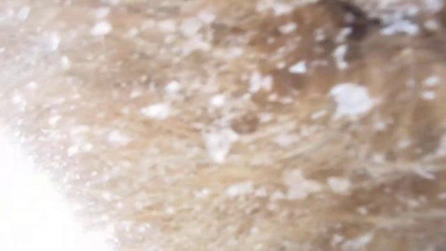 Кавказца греет его теплая шуба при любых морозах смотреть онлайн