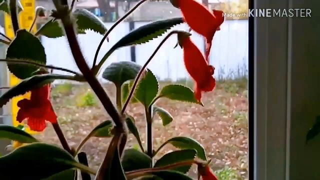 Колерия.Мои комнатные цветы.Красиво цветущие комнатные цветы. смотреть онлайн