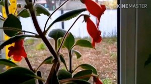 Колерия.Мои комнатные цветы.Красиво цветущие комнатные цветы.