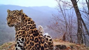 В России увеличилась численность дальневосточных леопардов / События на ТВЦ