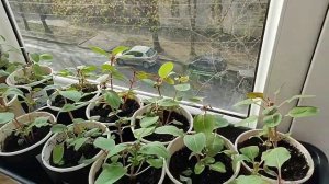 Годеция. Прищипка. Как, когда и зачем? Апрель 2023