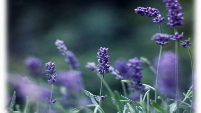 Lavender Healing смотреть онлайн