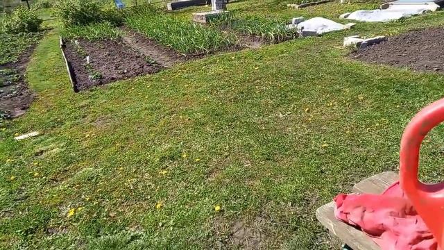 Сделала солевой раствор для чеснока.5 мая 2022 год. смотреть онлайн