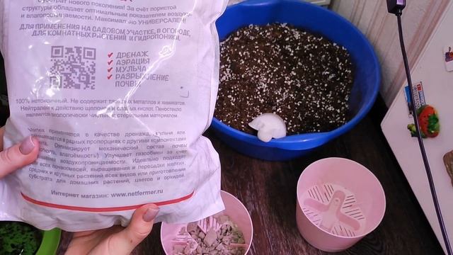 Пересадка Антуриум Блэк Лав, правильный грунт и полив, плюс одно спасительное средство смотреть онлайн