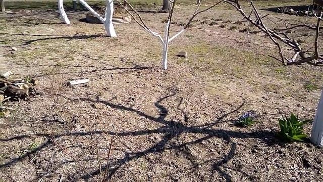 Муравьи "убегают" от шнитт-лука смотреть онлайн