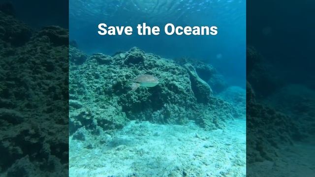 "Green Bay" Turtle Protaras Cyprus смотреть онлайн