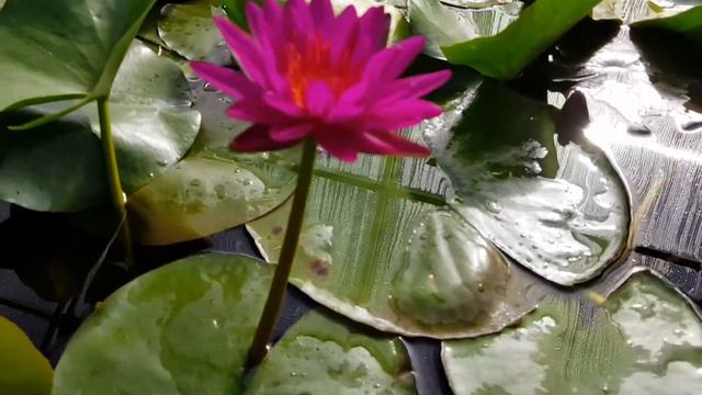 Нимфея Purple Fantasy (nymphaea Purple Fantasy) смотреть онлайн