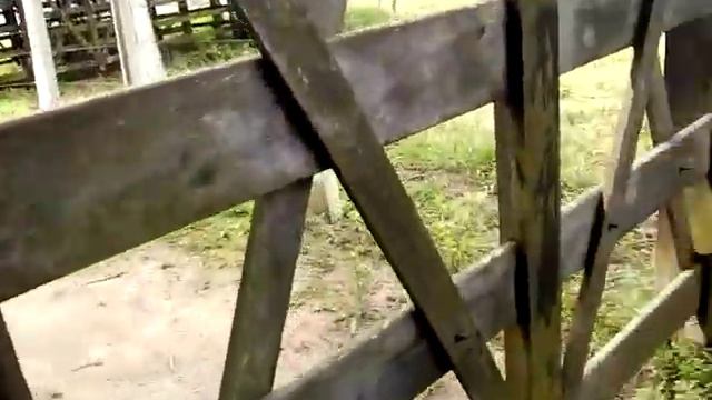 Mikael e Gabriel mostrando a estrada dos Carvalho смотреть онлайн