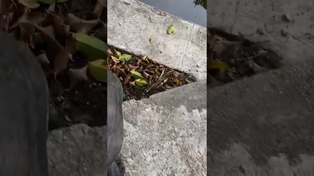 Спасаю Черепаху ? Save the Turtle смотреть онлайн