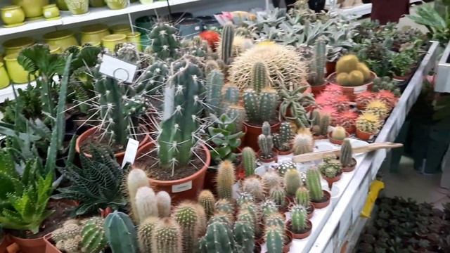 Поступление орхидей в Летто! 29 октября 2022. смотреть онлайн