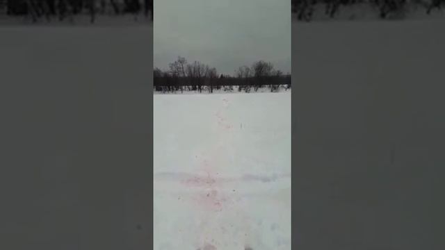 Волки утащили кавказскую овчарку. смотреть онлайн