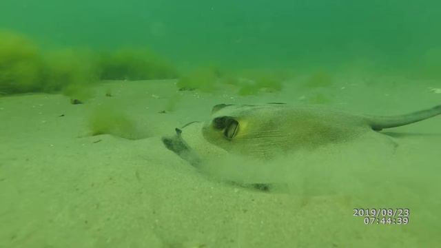 Молодой скат хвостокол. Поиск пищи.Черное море/Young stingray. Searching for food. Blacksea. смотреть онлайн