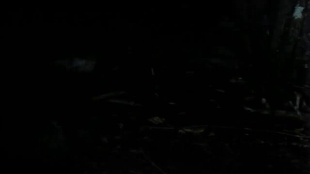 Еноты и хамса 2 смотреть онлайн