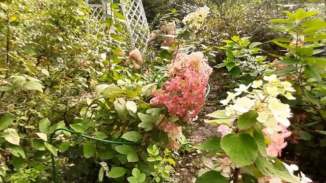 Метельчатые гортензии. Мои любимые сорта. смотреть онлайн