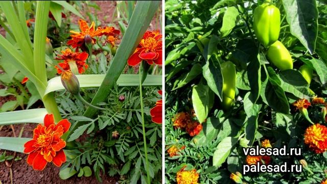 ЦВЕТЫ-СИДЕРАТЫ для САДА и ОГОРОДА! Улучшат почву без затрат!