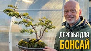 Из каких деревьев делать бонсай?