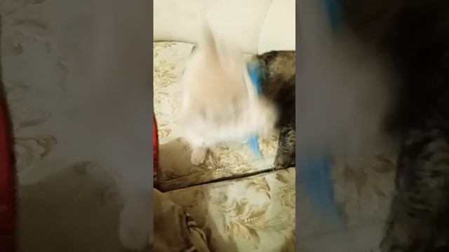мейн кун кремовый смотреть онлайн