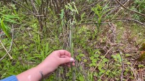 о.Сахалин. Папоротник Осмунд & Орляк