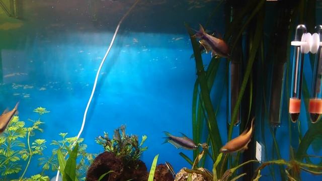 Nematobrycon palmeri (Emperor tetra) - Fight смотреть онлайн