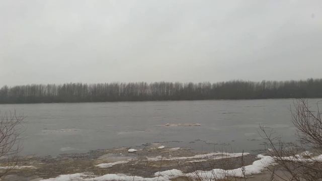 Кириши. Река Волхов. Водоплавающие утки и селезни, вороны. смотреть онлайн