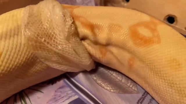 Удав альбинос линяет / Albino boa sheds. смотреть онлайн