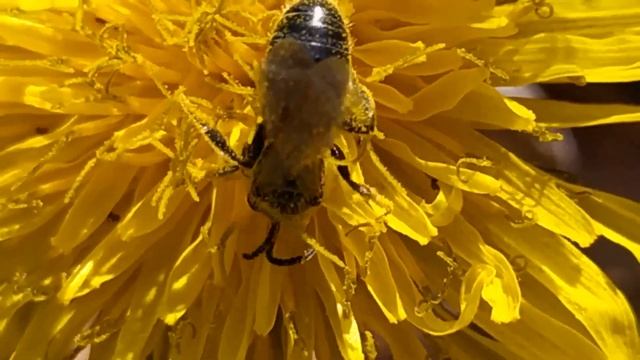 МухоПчЁлоОсы 2020 11 09 смотреть онлайн