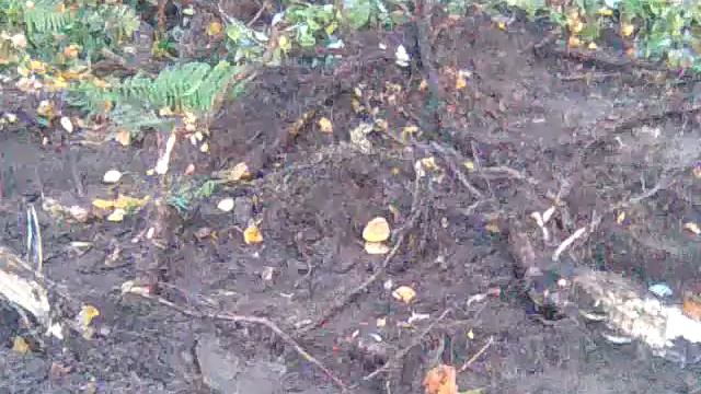 Работы по ремонту канализационного коллектора Архангельск смотреть онлайн