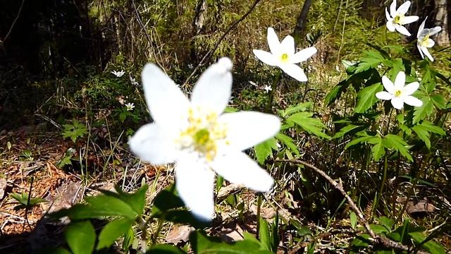 Весенние цветы ветреницы.Карельский перешеек 17 мая 2014 года. смотреть онлайн